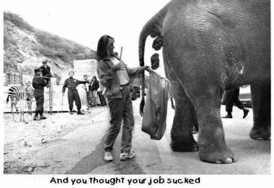 éléphant